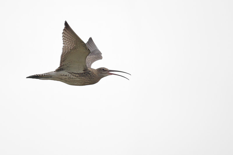 Curlew (Numenius arquata)