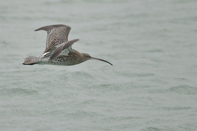 Curlew (Numenius arquata)