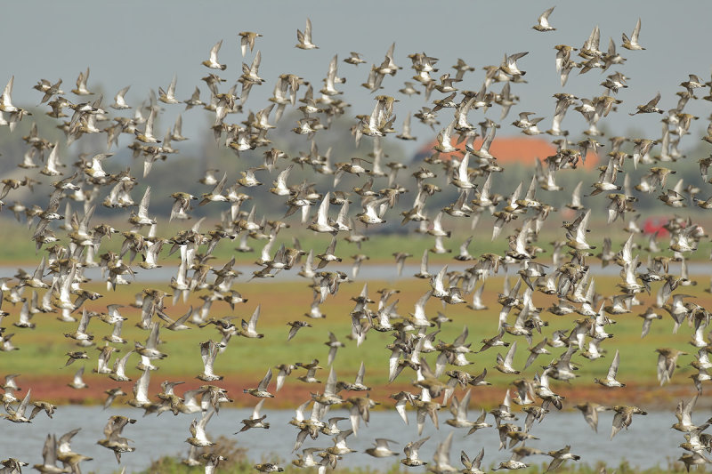 Eurasian Golden Plover (Pluvialis apricaria)