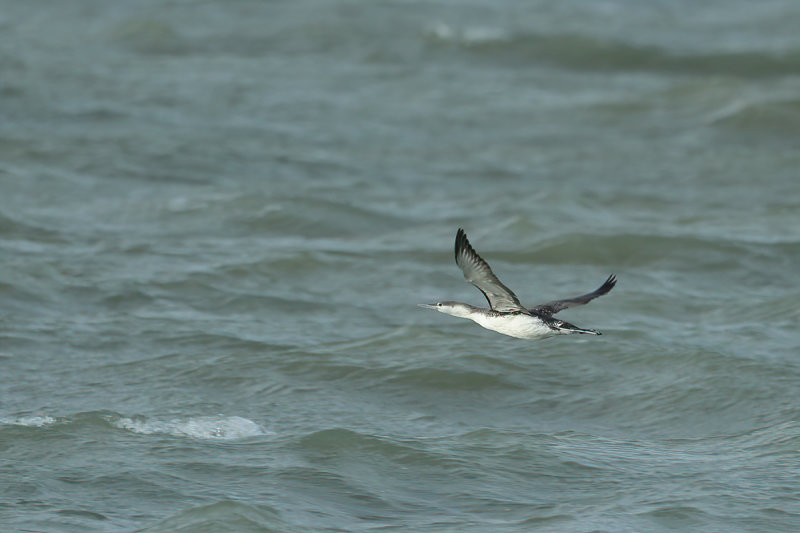 Red-throated diver or Red-throated loon (Gavia stellata) 
