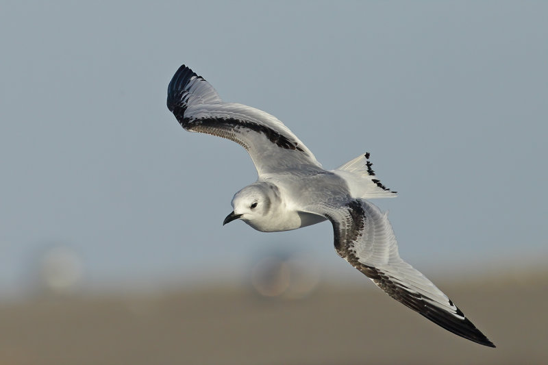 Black-legged Kittiwake (Rissa tridactyla)