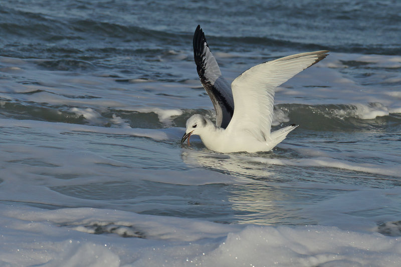 Black-legged Kittiwake (Rissa tridactyla)