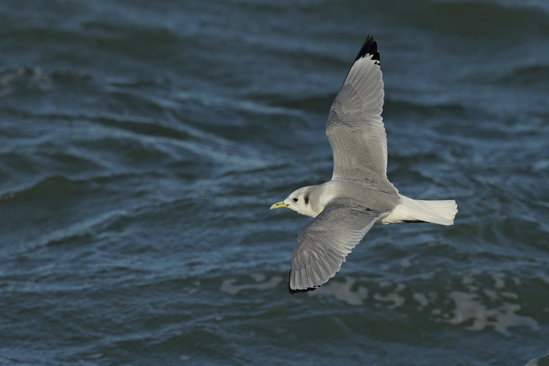 Black-legged Kittiwake (Rissa tridactyla)