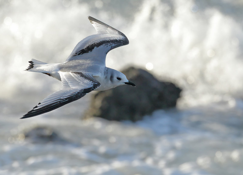 Black-legged Kittiwake (Rissa tridactyla)