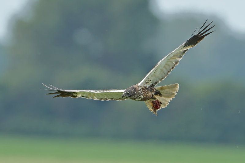 Western Marsh Harrier (Circus aeruginosus)