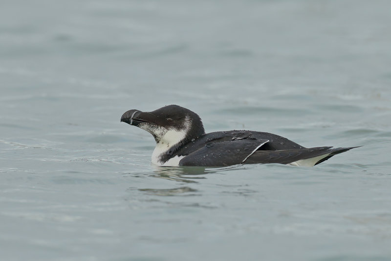 Razorbill (Alca torda)