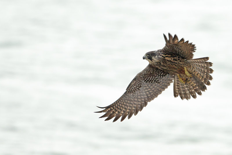 Peregrine Falcon (Falco peregrinus)