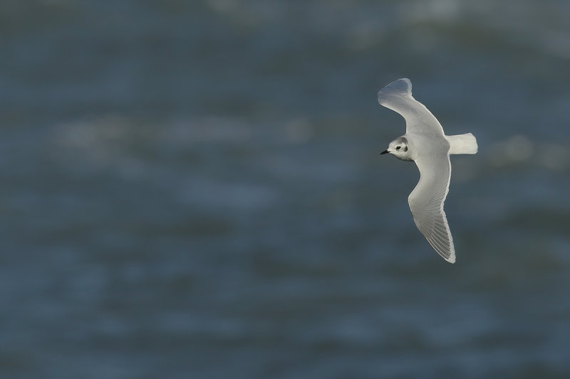 Little Gull (Hydrocoloeus minutus)