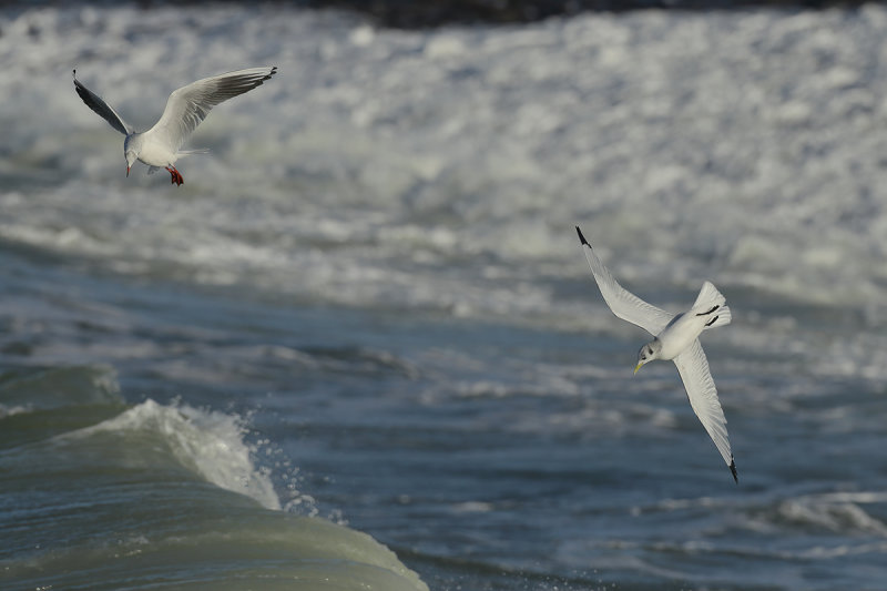Black-legged Kittiwake (Rissa tridactyla)