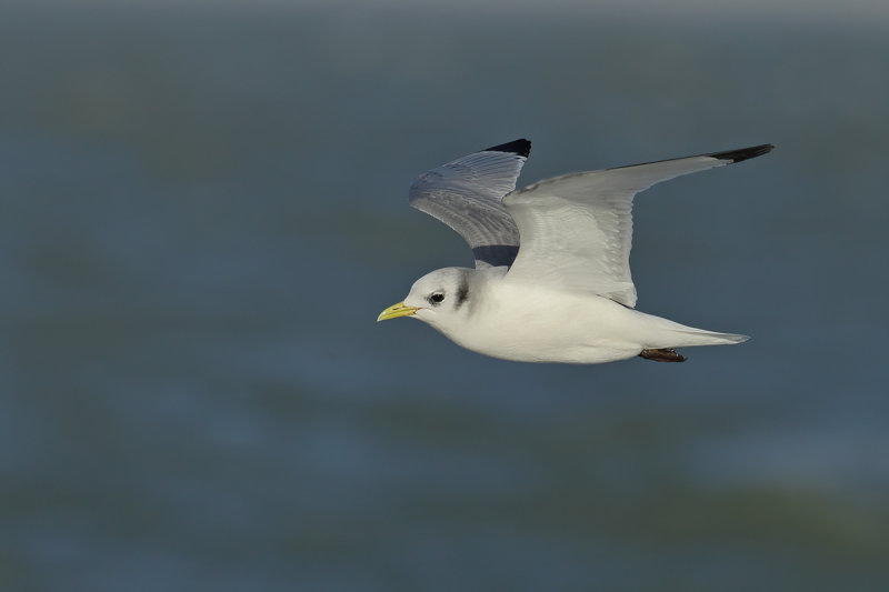 Black-legged Kittiwake (Rissa tridactyla)