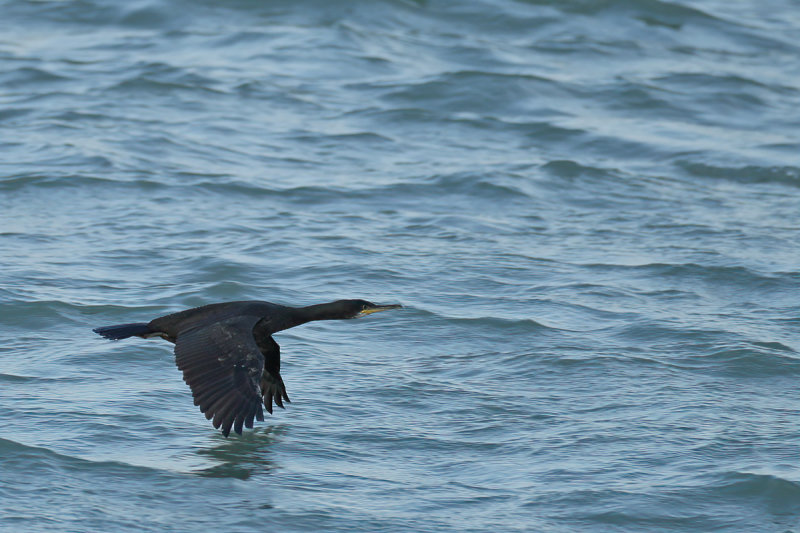 European shag (Phalacrocorax aristotelis)