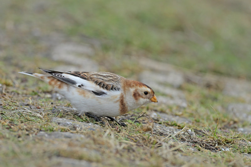 Snow Bunting (Plectrophenax nivalis) 