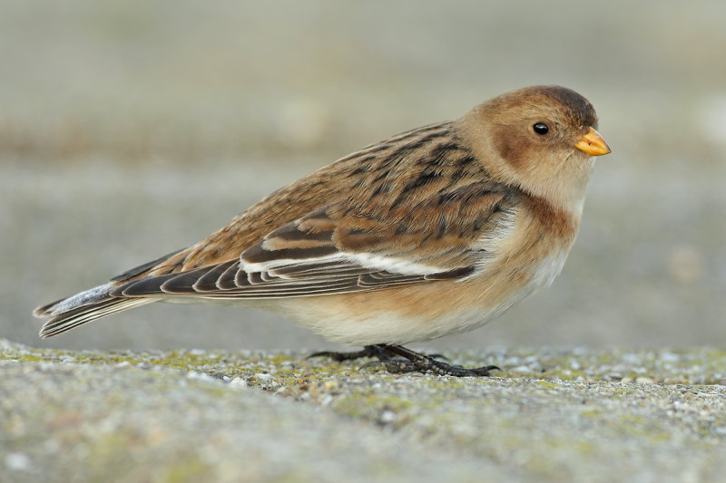 Snow Bunting (Plectrophenax nivalis) 