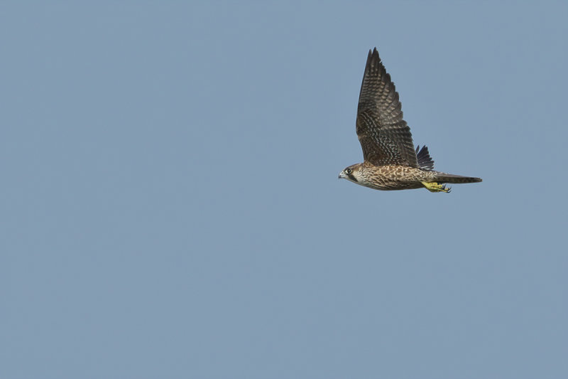 Peregrine Falcon (Falco peregrinus)