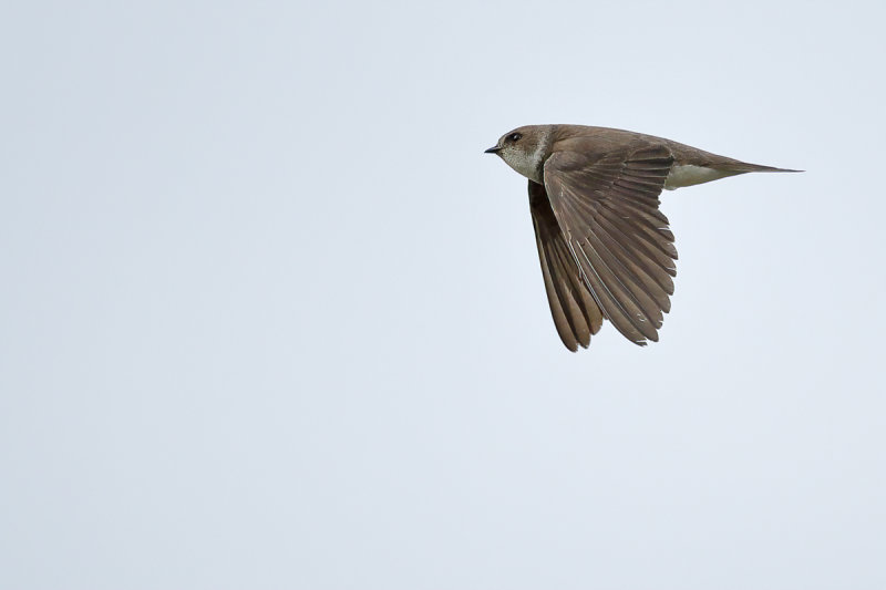 Sand Martin (Riparia riparia)