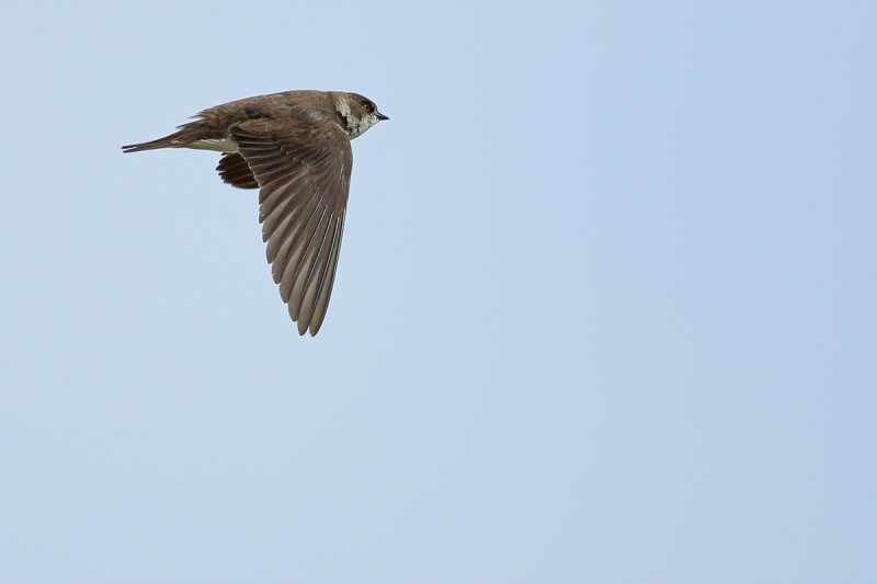 Sand Martin (Riparia riparia)