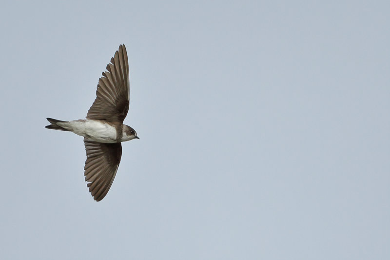 Sand Martin (Riparia riparia)
