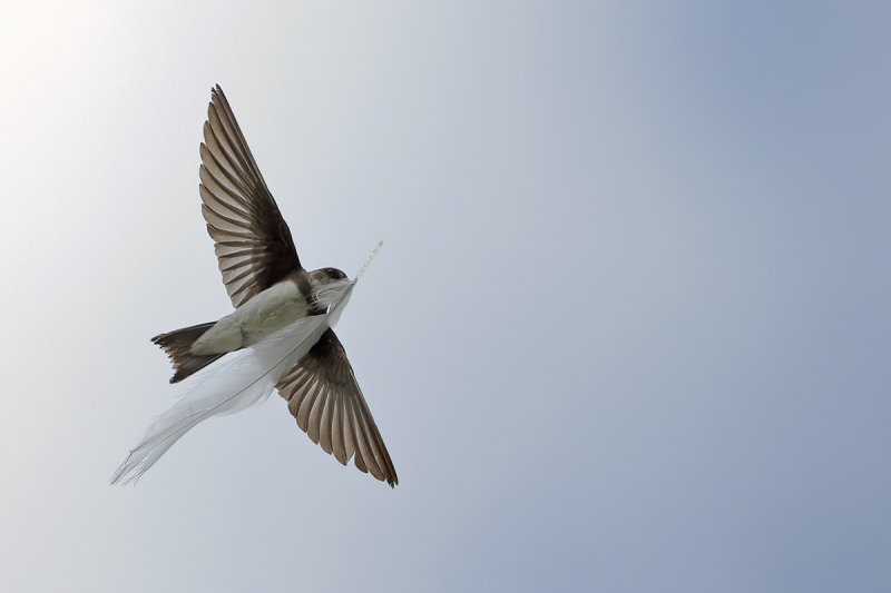 Sand Martin (Riparia riparia)