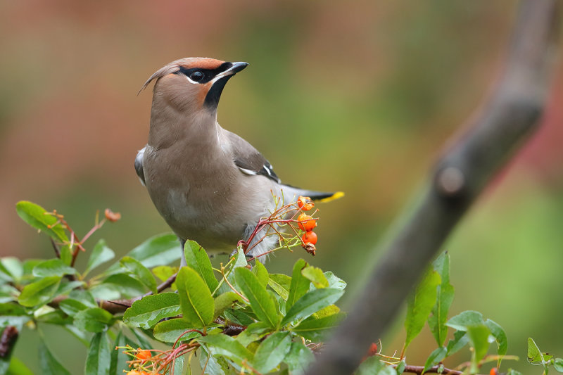 Bohemian Waxwing (Bombycilla garrulus)