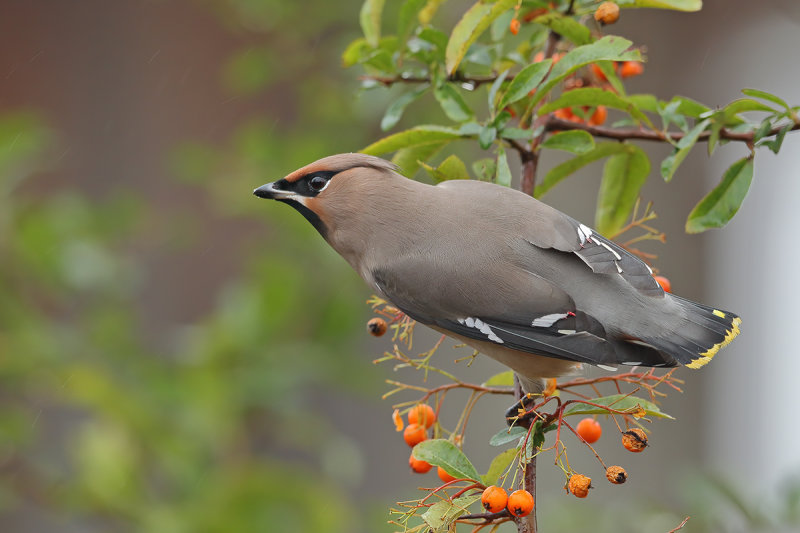 Bohemian Waxwing (Bombycilla garrulus)