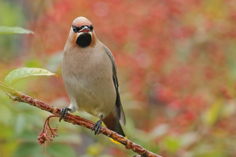 Bohemian Waxwing (Bombycilla garrulus)