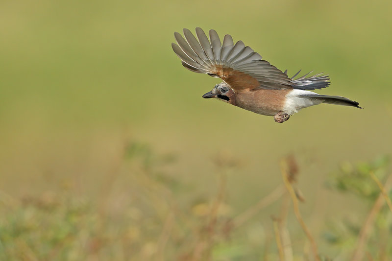 Eurasian Jay (Garrulus glandarius)