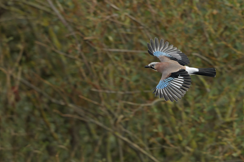 Eurasian Jay (Garrulus glandarius)