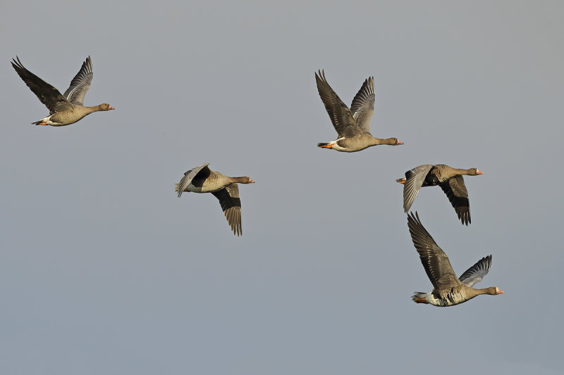 Greater white-fronted goose (Anser albifrons)