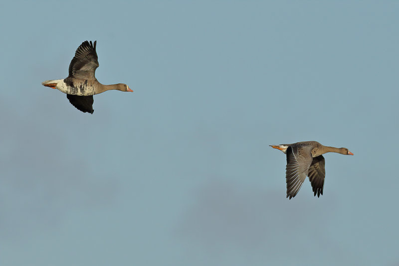 Greater white-fronted goose (Anser albifrons)