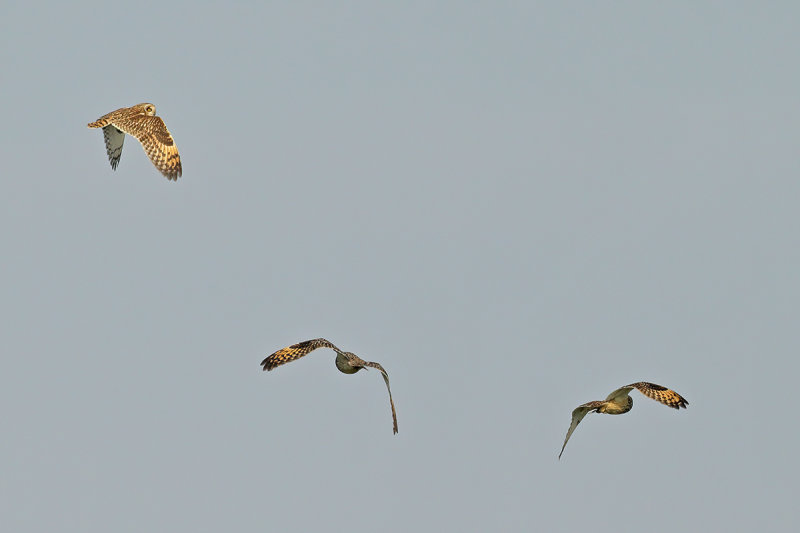 Short-eared Owl (Asio flammeus)