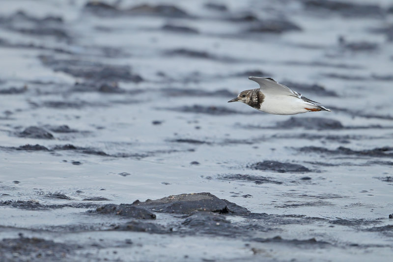 Ruddy Turnstone (Arenaria interpres)