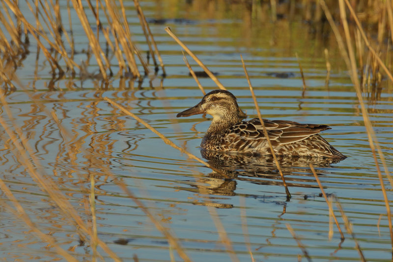 Garganey (Anas querquedula) 