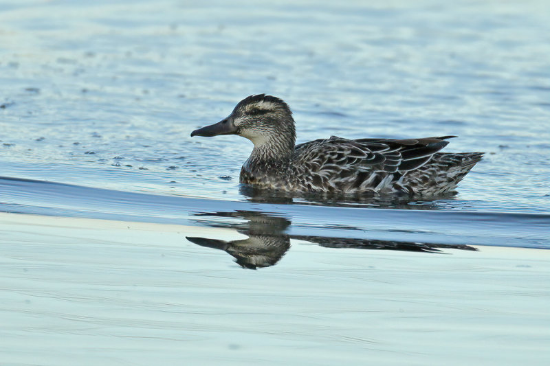 Garganey (Anas querquedula) 