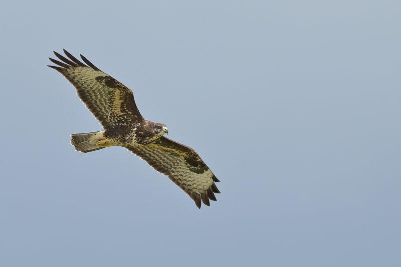 Common Buzzard (Buteo buteo)