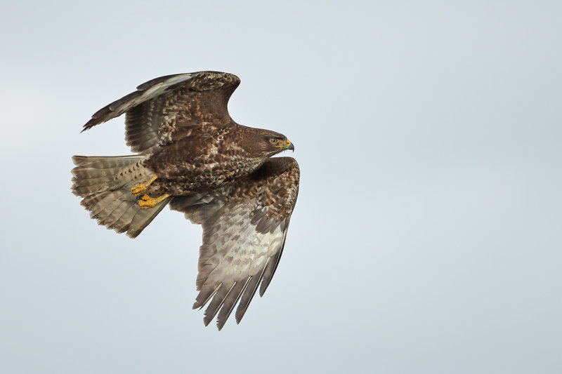 Common Buzzard (Buteo buteo)
