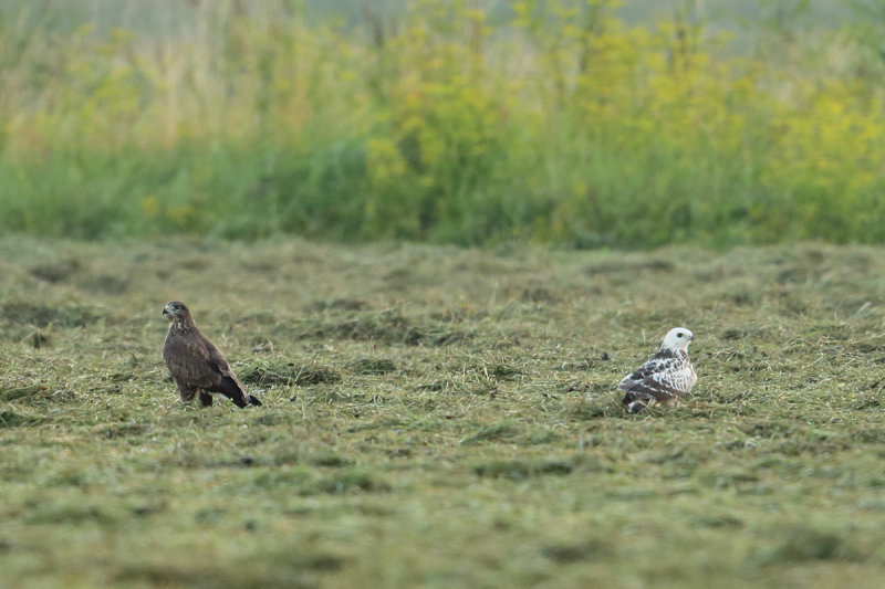 Common Buzzard (Buteo buteo)