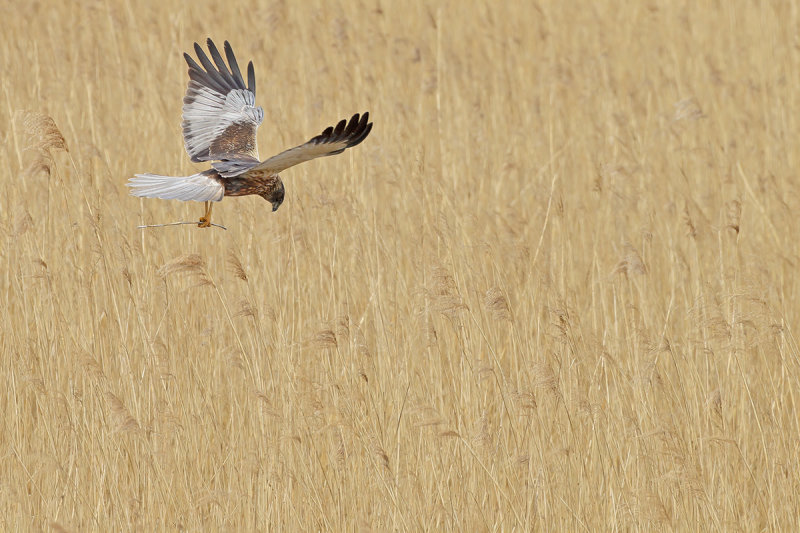Western Marsh Harrier (Circus aeruginosus)