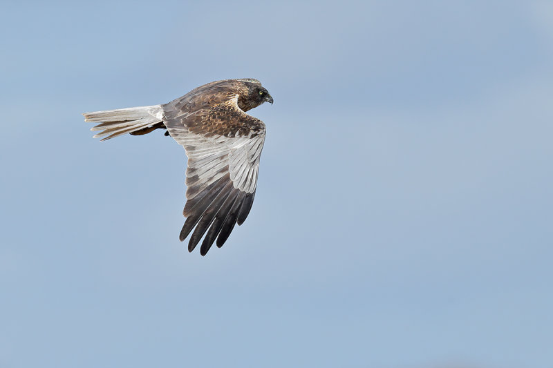 Western Marsh Harrier (Circus aeruginosus)