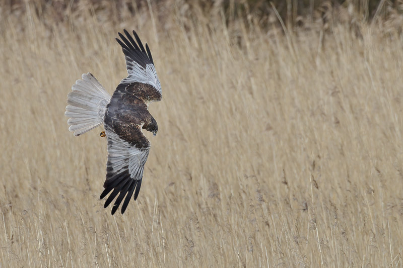 Western Marsh Harrier (Circus aeruginosus)