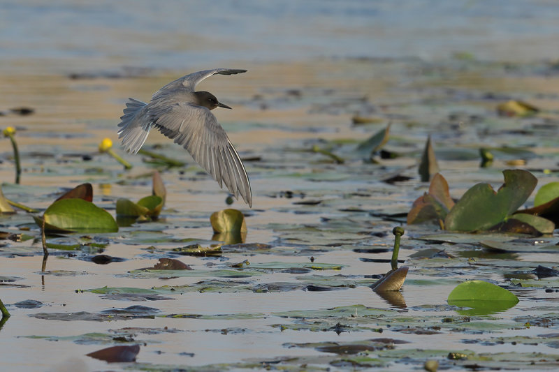 Black Tern (Chlidonias niger)