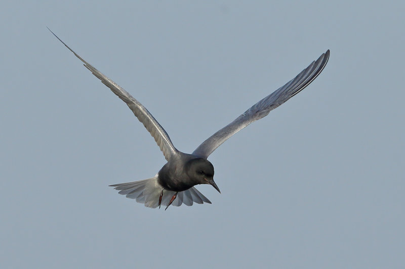 Black Tern (Chlidonias niger)