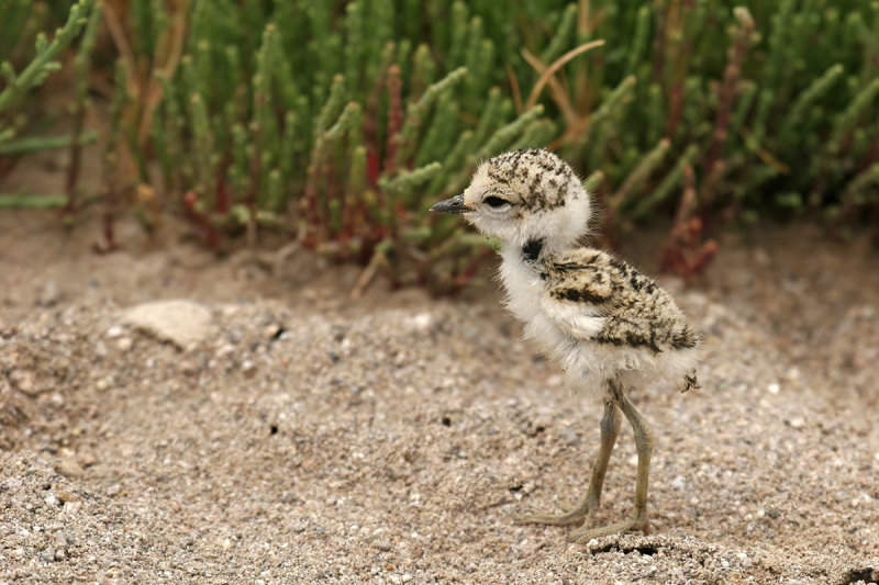 Kentish Plover (Charadrius alexandrinus)