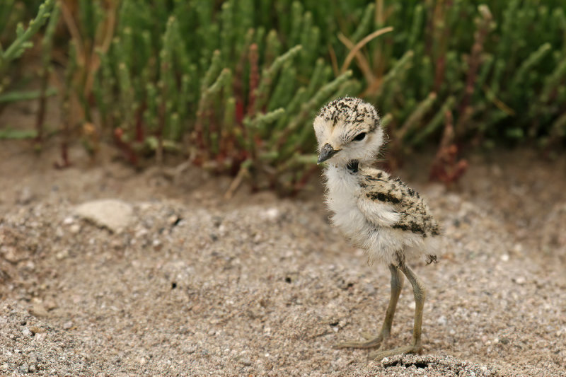 Kentish Plover (Charadrius alexandrinus)