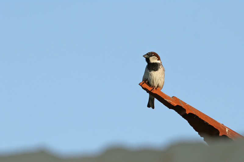 House sparrow (Passer domesticus)