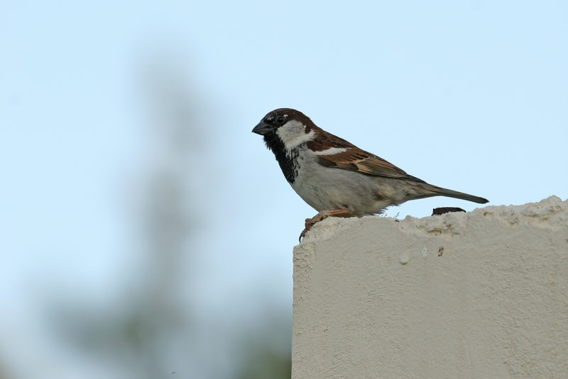 House sparrow (Passer domesticus)