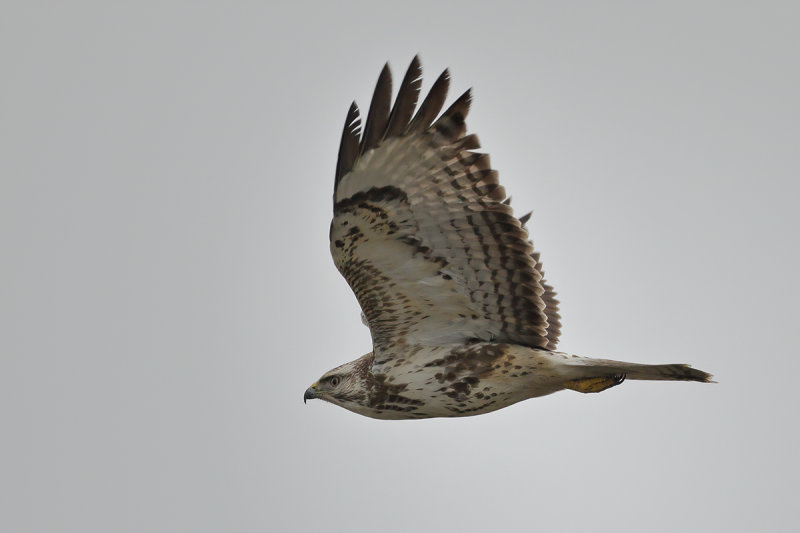 Common Buzzard (Buteo buteo)