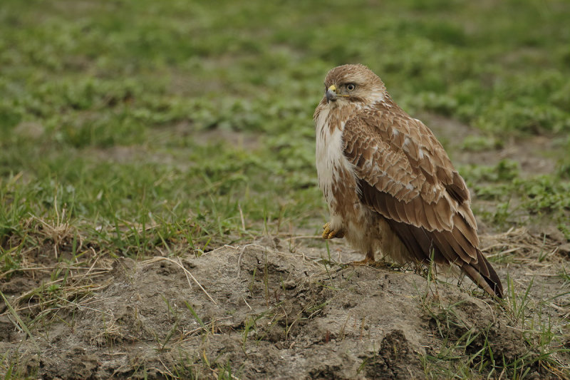 Common Buzzard (Buteo buteo)