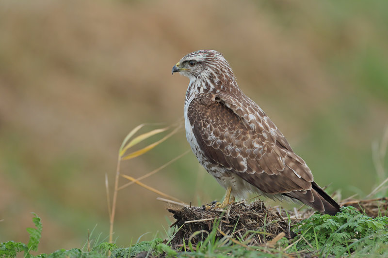 Common Buzzard (Buteo buteo) 