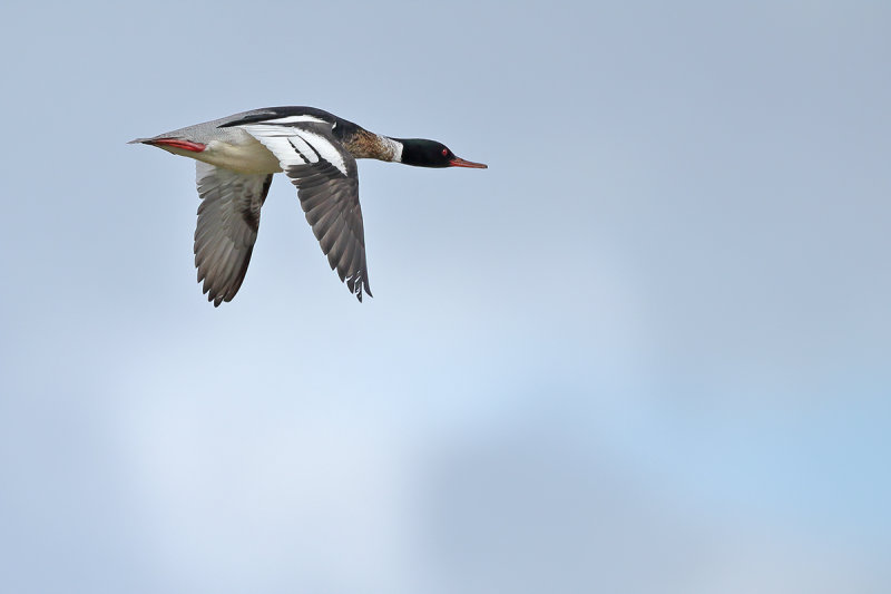 Red-breasted Merganser (Mergus serrator)
