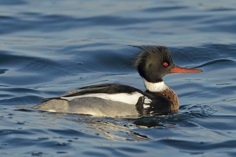 Red-breasted Merganser (Mergus serrator)